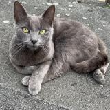 Foto del gato perdido en Mercey Le Grand