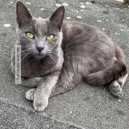 Foto 1/1 Bichette Chat perdido en Mercey le grand