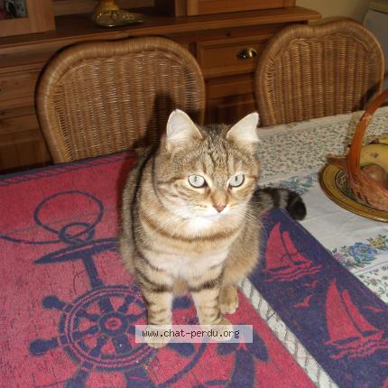 Foto 1/1 Pretty Cat Chat perdido en Plovenez porzay