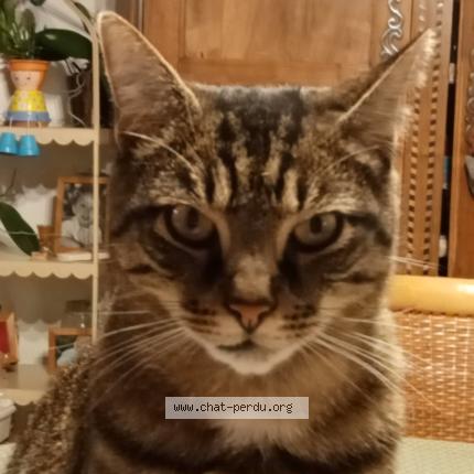 Foto 1/1 Zack Chat perdido en Chatelaillon plage