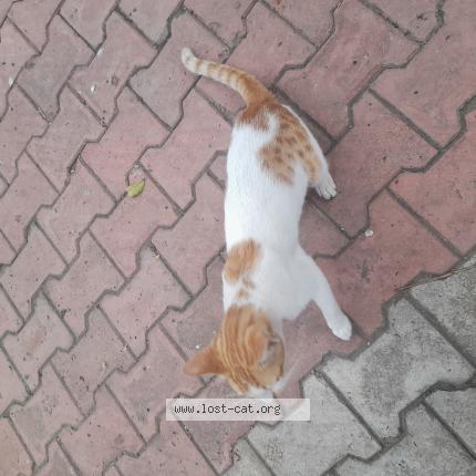 Foto 1/1 Gato encontrado Encontrado en Pune