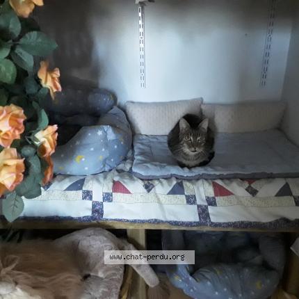 Foto 1/1 Arrow Chat perdido en Larnas