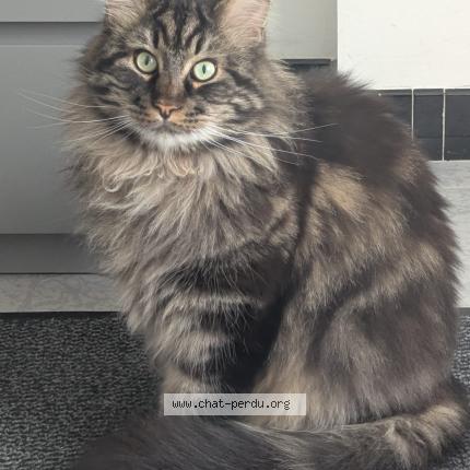 Foto 1/1 Snow Chat perdido en Reims