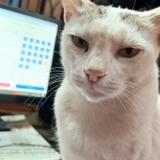 Foto del gato perdido en Ranchi