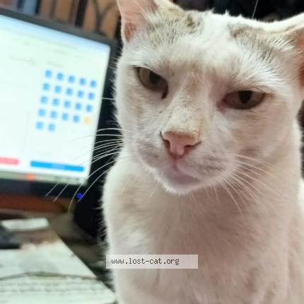 Foto 1/1 Chulbuli Chat perdido en Ranchi