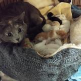 Foto del gato perdido en St Medard En Jalles