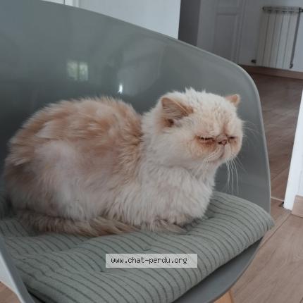 Foto 1/1 Gustave Chat perdido en Marseille 14