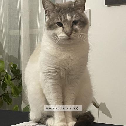 Foto 1/1 Coco Chat perdido en Conflans sainte honorine