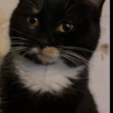 Foto del gato perdido en Saint Parize Le Chatel