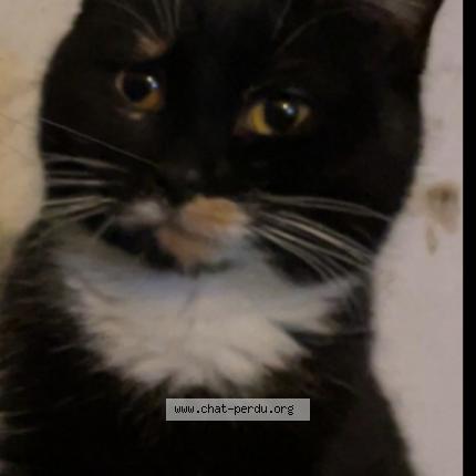 Foto 1/1 Bella Chat perdido en Saint parize le chatel