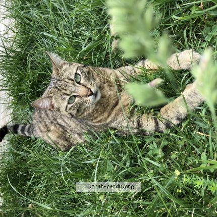 Foto 1/1 Titou Chat perdido en Annecy