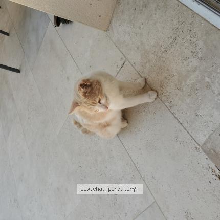 Foto 1/1 Gato encontrado Encontrado en Saint etienne de montluc