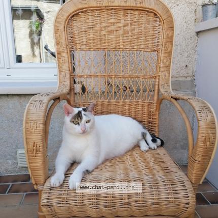 Foto 1/1 Fifou Chat perdido en Reims