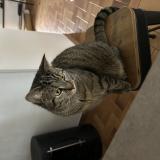 Foto del gato perdido en La Tremblade