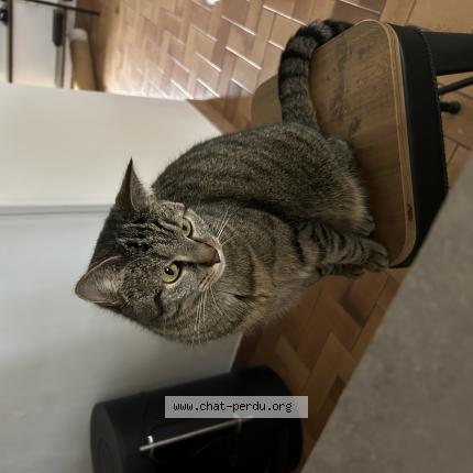 Foto 1/1 Gato encontrado Perdido en La tremblade