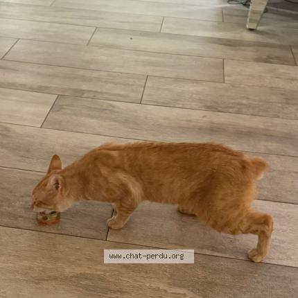 Foto 1/1 Roocky Chat perdido en Le raincy