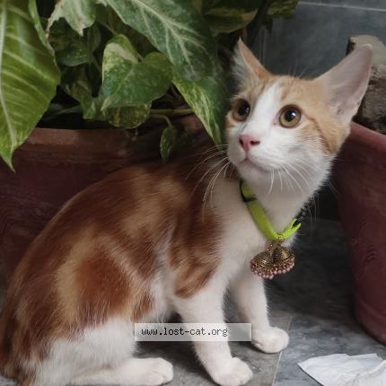 Foto 1/1 Milo Chat perdido en Mir pur khas