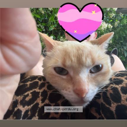 Foto 1/1 Romeo Chat perdido en Saint esteve