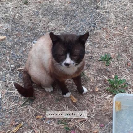 Foto 1/1 Gato encontrado Encontrado en Dun sur auron