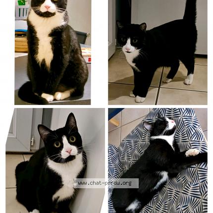 Foto 1/1 Uno Chat perdido en Polignac