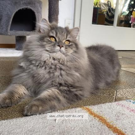 Foto 1/1 Simon Chat perdido en Les granges