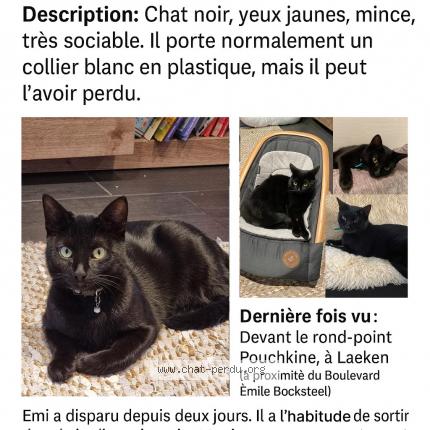 Foto 1/1 Émi Chat perdido en Laeken