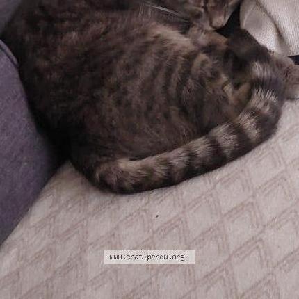 Foto 1/1 Marley Chat perdido en Liege