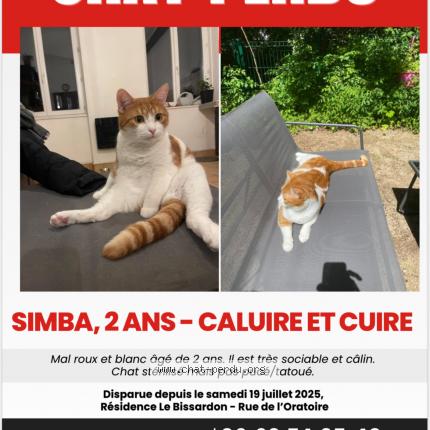 Foto 1/1 Simba Chat perdido en Caluire et cuire