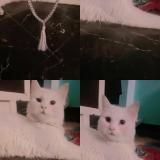 Foto del gato perdido en Gorakhpur