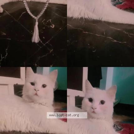 Foto 1/1 Fameen Chat perdido en Gorakhpur