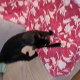 Foto del gato perdido en Mourenx