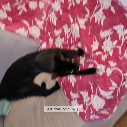 Foto 1/1 ORION Chat perdido en Mourenx