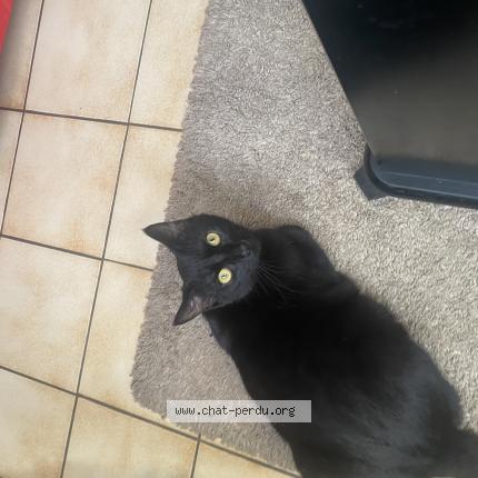 Foto 1/1 Demone Chat perdido en Blanquefort