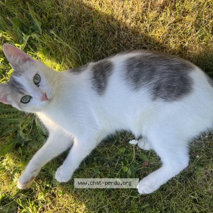 Foto 1/1 Gato encontrado Perdido en Saint brieuc