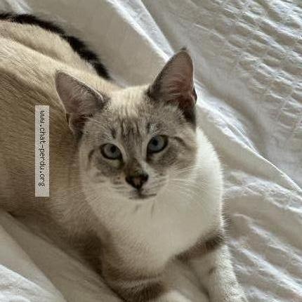 Foto 1/1 Titji Chat perdido en Tresses