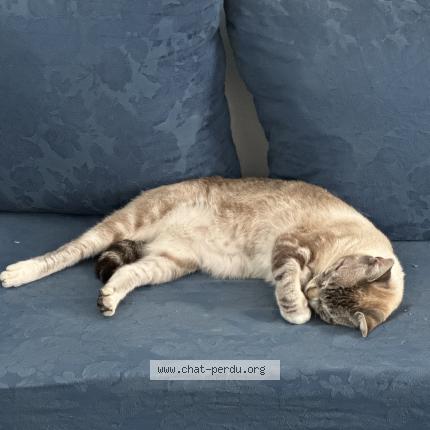 Foto 1/1 Titji Chat perdido en Tresses