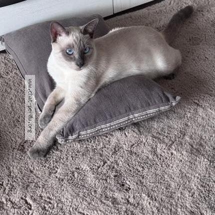 Foto 1/1 Tofu Chat perdido en Saint benoit