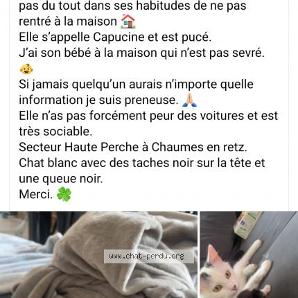 Foto 1/2 Capucine Chat perdido en Chaumes en retz