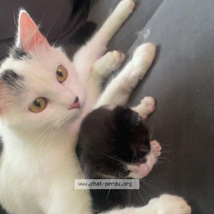 Foto 2/2 Capucine Chat perdido en Chaumes en retz