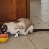 Foto del gato perdido en Bosdarros