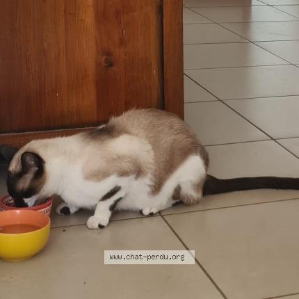 Foto 1/1 Tambouille Chat perdido en Bosdarros