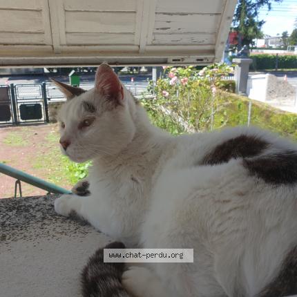 Foto 1/1 Grisou Chat perdido en Poitiers