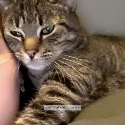 Foto 1/1 Chat Chat perdido en Seclin