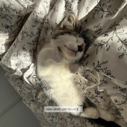 Foto 1/1 apouu Chat perdido en Benessay