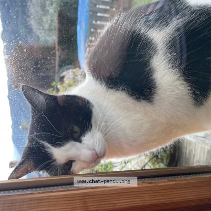 Foto 1/1 Kaya Chat perdido en Laissaud