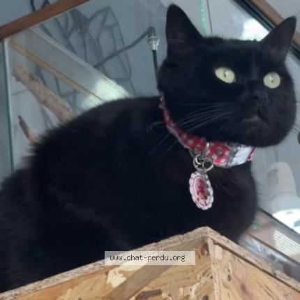 Foto 1/1 TWIXE Chat perdido en Lievin