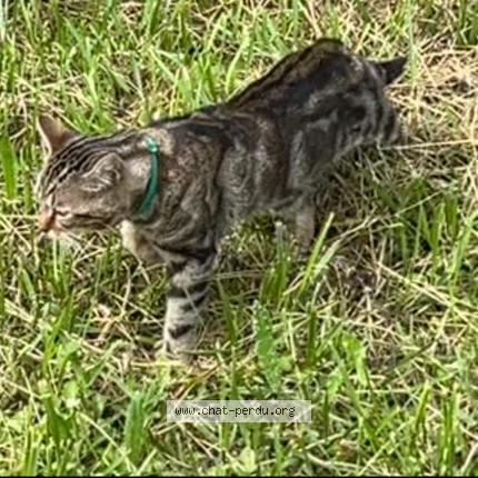 Foto 1/1 Gato encontrado Encontrado en Chessy