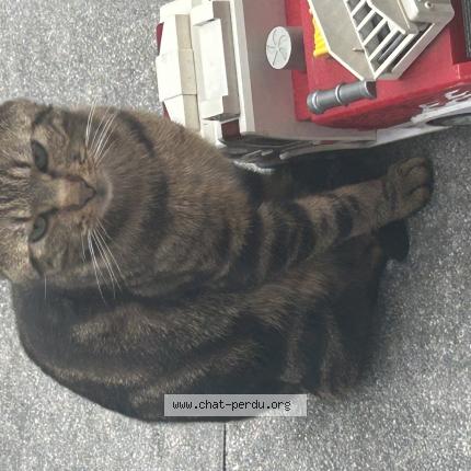 Foto 1/1 Gato encontrado Encontrado en Poissy