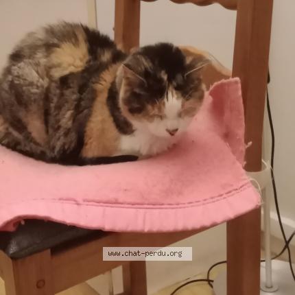 Foto 1/2 Gato encontrado Perdido en Auberchicourt