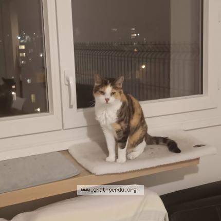 Foto 2/2 Gato encontrado Perdido en Auberchicourt